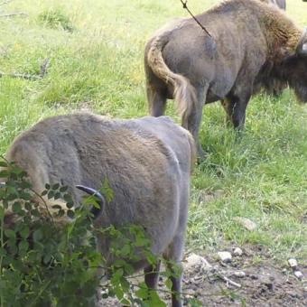 Reserva y Centro de Interpretación del Bisonte Europeo 