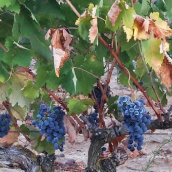 Bodega Señorío de Valdesneros